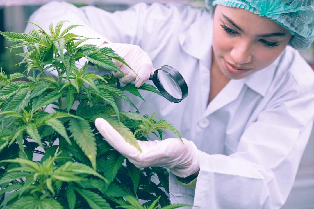 Guide to Marijuana Addiction Treatment